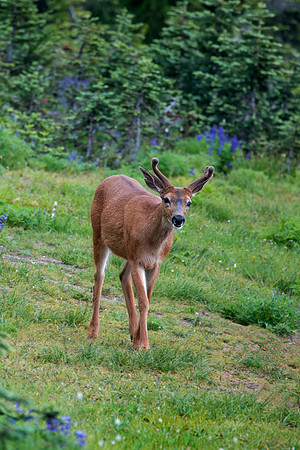 Mule Deer Stag