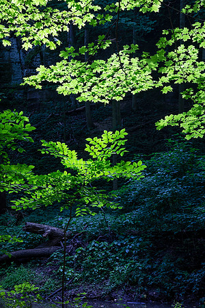 Starved Rock State Park, IL