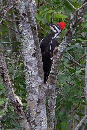 Pileated Woodpecker