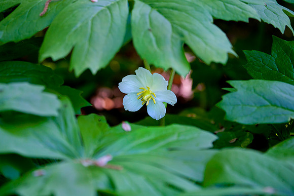Mayapple Blossom