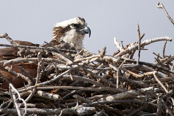 Osprey