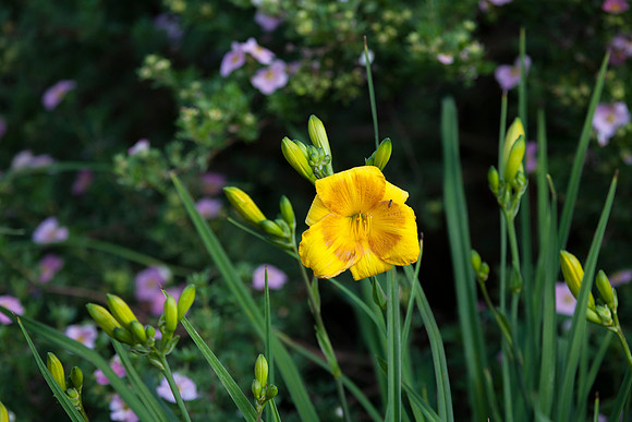 Hobbit and Potentilla