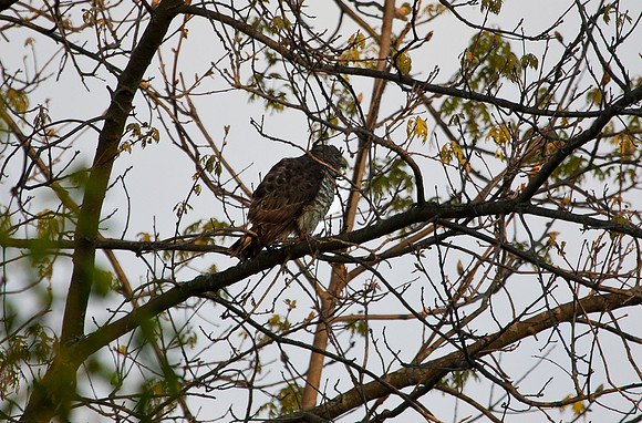 Immature Red Tail Hawk