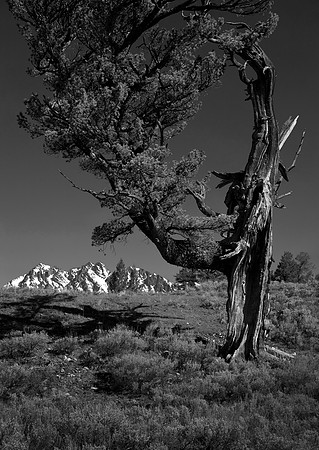 Pine and Cathedral Range, Grand Teton National Park, WY