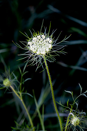 Queen Anne's Lace, Stockton, IL