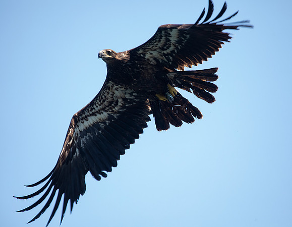 Bald Eagle, Juvenile