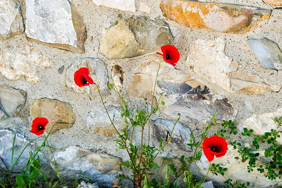Poppies and Wall, Tuscany, Italy