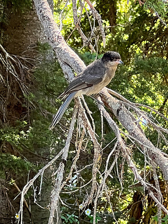 Gray Jay,