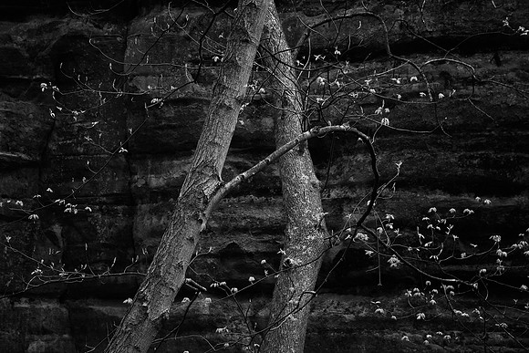 Hug From a Tree, Starved Rock State Park, IL