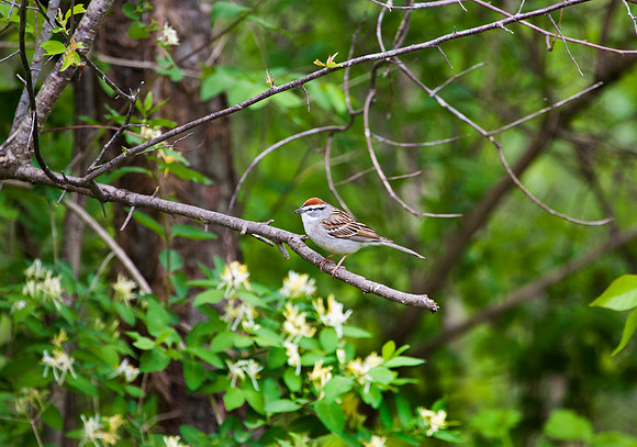 Chipping Sparrow I