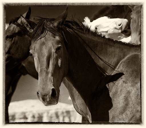 Horses, Hanksville, UT