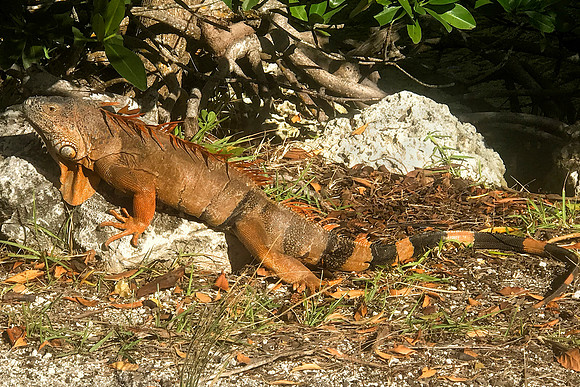 Green Iguana (Super Red Iguana)