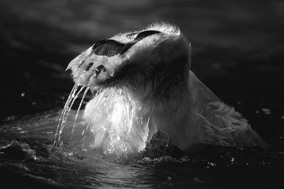 Polar Bear Foot