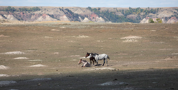 Wild Horses