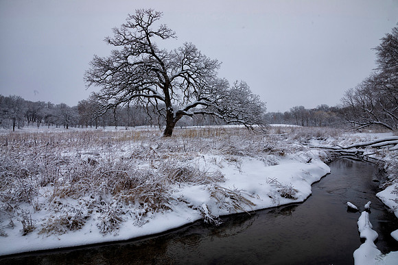 Winter Oak, Kane County, IL