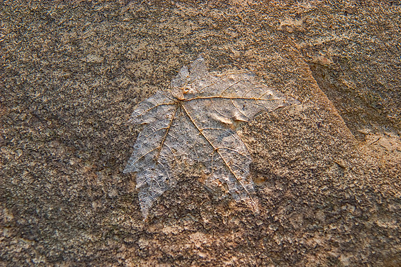 Leaf Imprint, Starved Rock State Park, IL