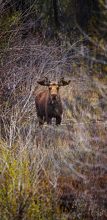 Bull Moose
