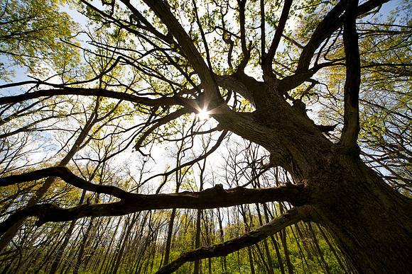 Mighty Oak II