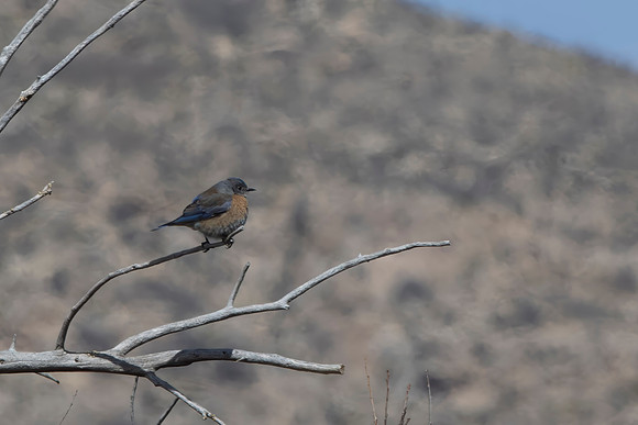 Western Bluebird