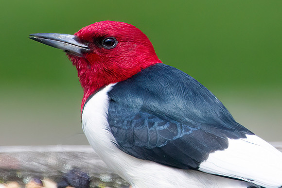 Red-Headed Woodpecker