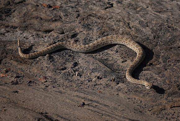 New Mexico Prairie Rattlesnake, Bisti/De-Na-Zin Wilderness, NM