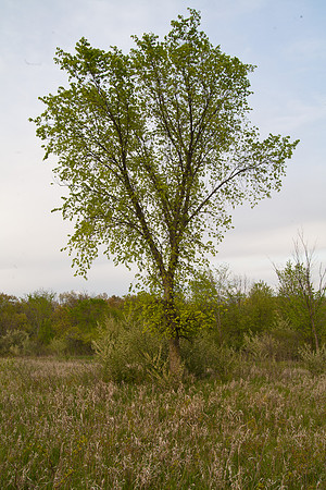 Tree, Upper Meadow