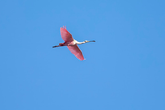 Roseate Spoonbill In Flight