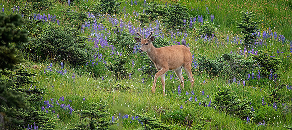 Mule Deer Stag