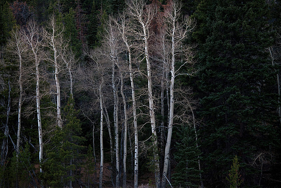 Birch Trees, Rocky Mountain National Park, CO