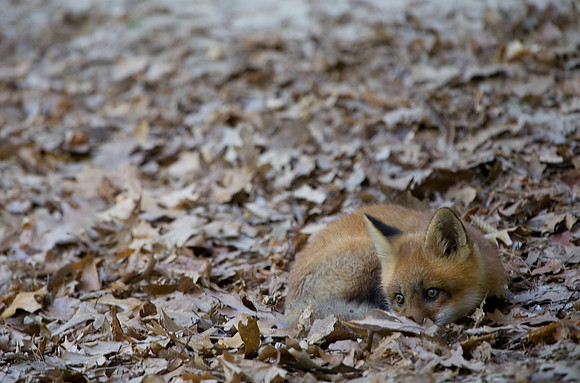 Fox Kit, Starved Rock State Park, LaSalle County, IL