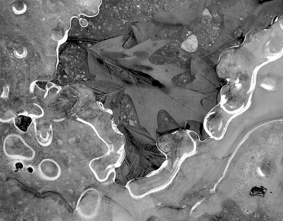 Rock, Leaves and Frozen Stream, Elmhurst, IL
