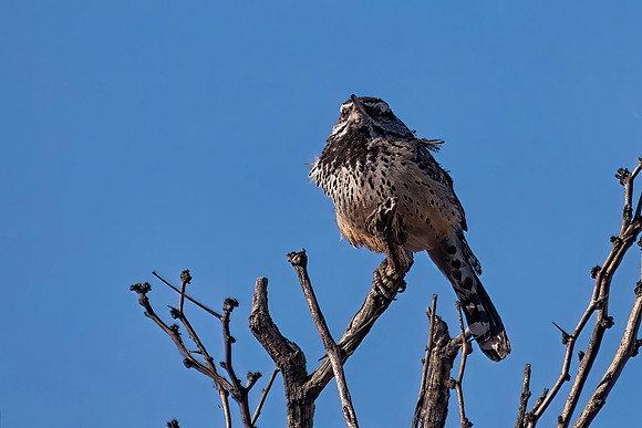 Arizona Cactus Wren, Female