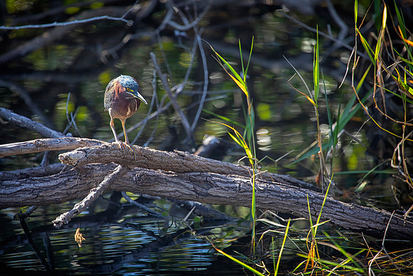 Green Heron