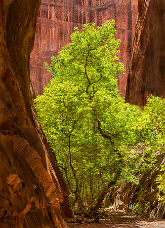 Twisted Maple, Singing Canyon Boulder, UT
