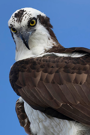 Osprey