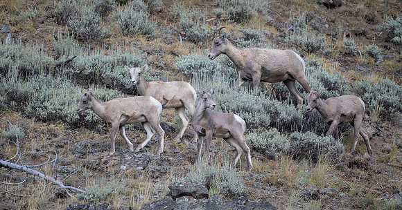 Big Horn Sheep, Yellowstone National Park, WY