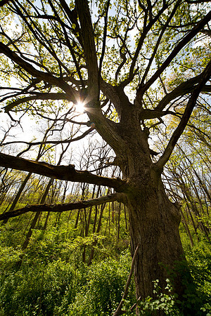 Mighty Oak I