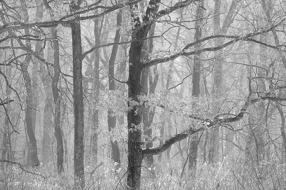 Hoarfrosted Forest, Elburn, IL