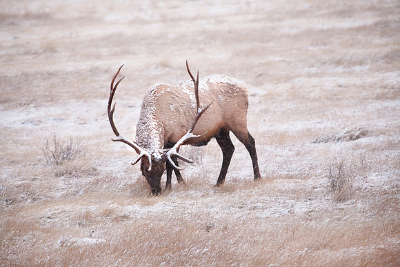 Bull Elk
