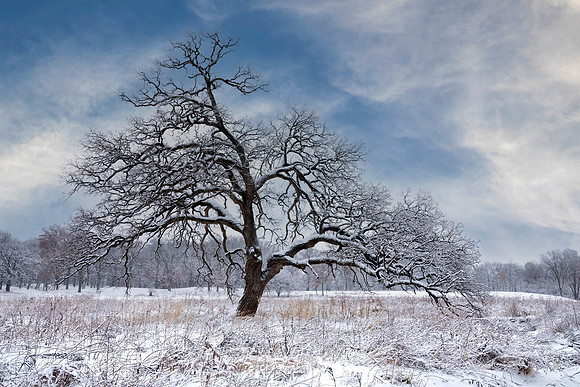 Oak Tree, Winter, Kane County, IL