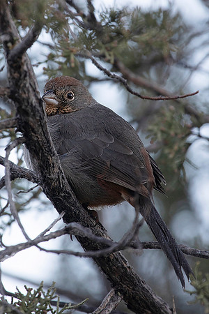 Canyon Towhee