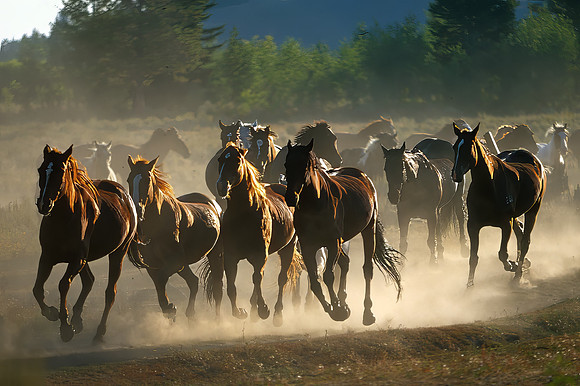 Horse Roundup