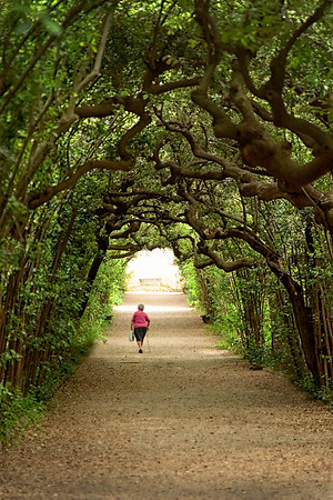 Archway of Trees, Giardino di Boboli, Florence, Italy