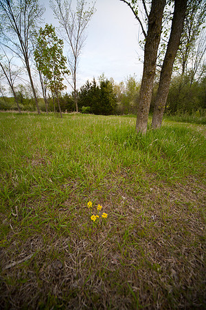 Yellow Bloom, Upper Meadow