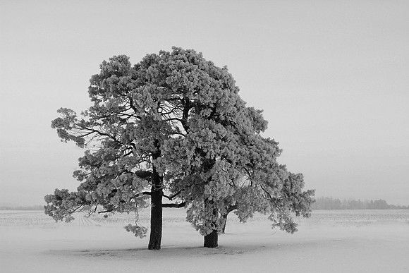 Hoarfrost on Austrian Pine, St. Charles, IL