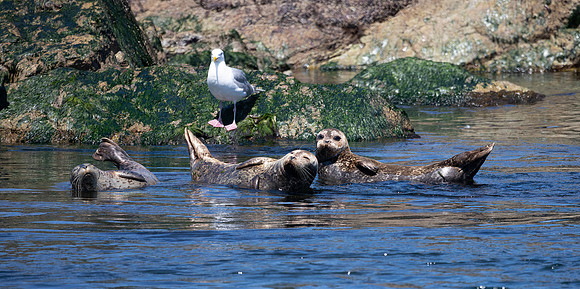Harbor Seals