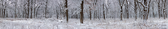 Winter Forest Panoramic, Elburn, IL