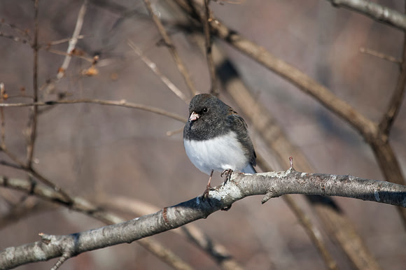Slate-Colored "Dark-eyed" Junco, Stockton, IL