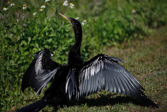 Anhinga