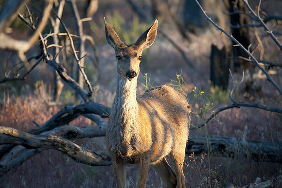 Mule Deer Doe